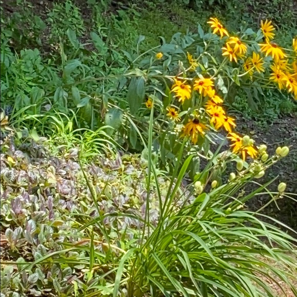 Meet your Posher, Cheryl - Picture 1 of 1